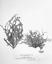 Ramalina fraxinea image